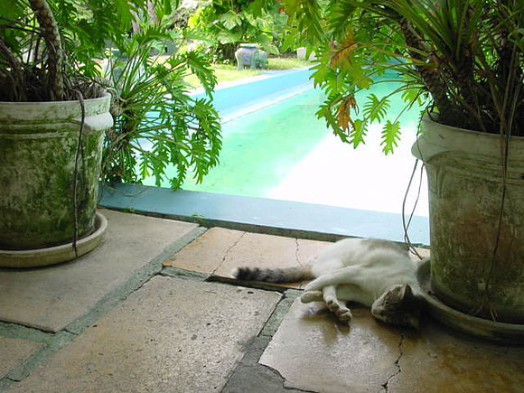 Hemingway's pool