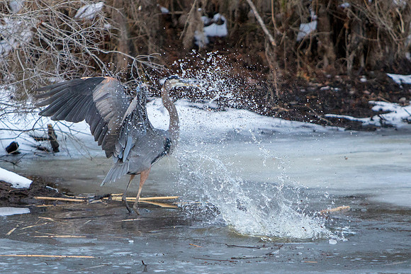 Heron & Beaver