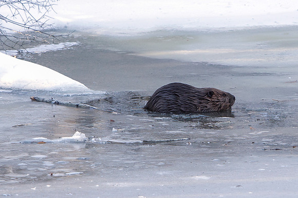 Beaver