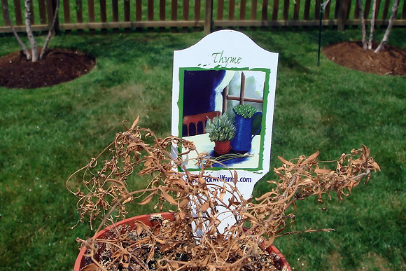 Killing Thyme
